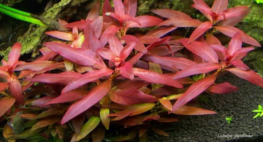 Ludwigia Arcuata (Ludwigia sp.) — via Wikimedia Commons