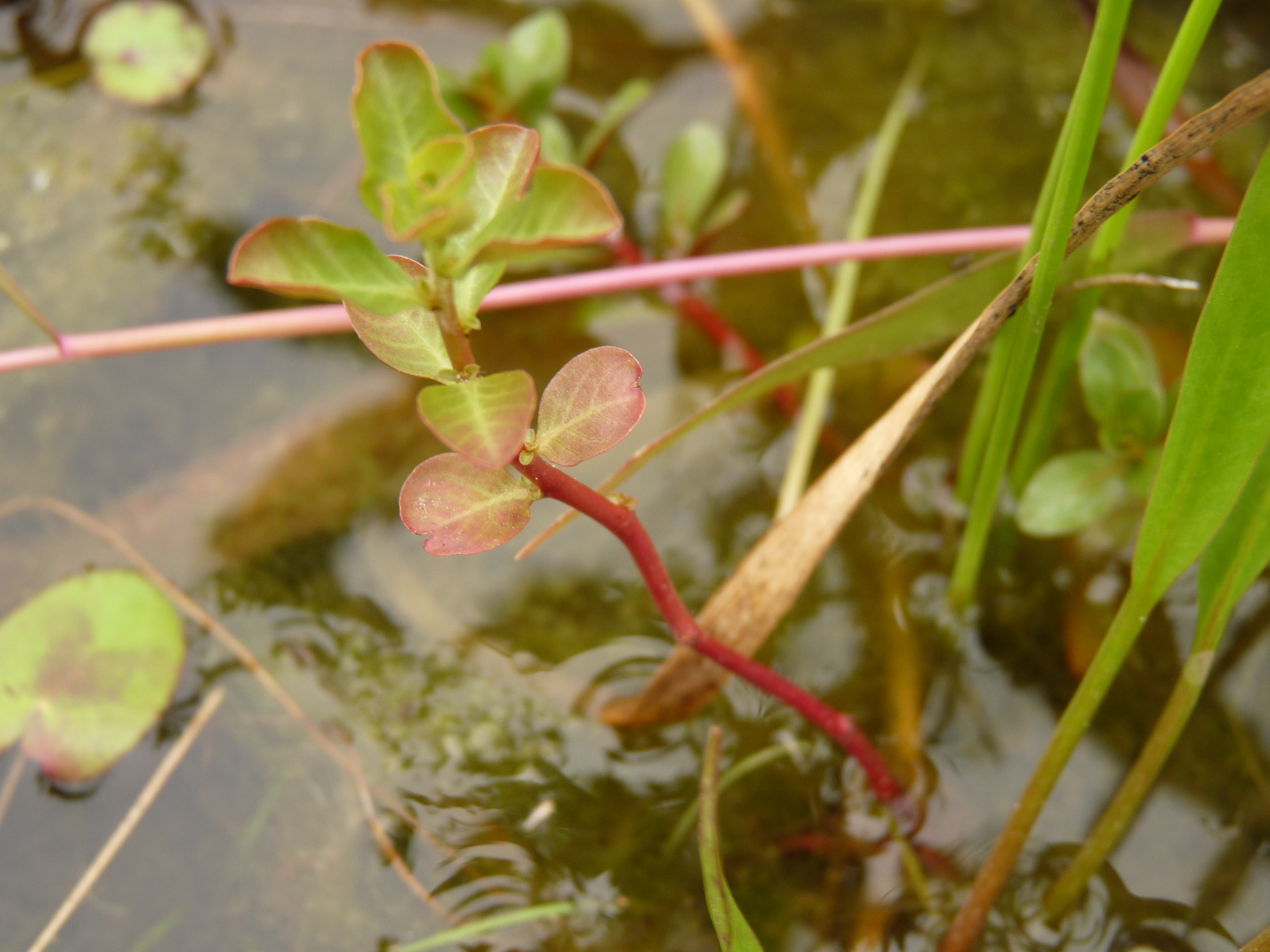 Ludwigia Ovalis Tiger (Ludwigia ovalis) — via Wikimedia Commons