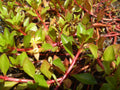 Ludwigia Tornado (Ludwigia sp.) — via Wikimedia Commons