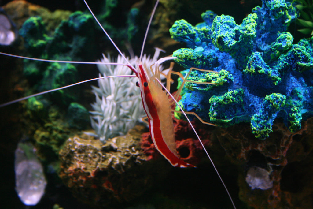 Reef Clean-Up Crew — Skunk Cleaner Shrimp (Lysmata amboinensis) — Photo: Lonnie Huffman, CC BY 3.0, via Wikimedia Commons