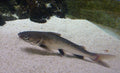 Blacktip Silver Shark Catfish (Sciades seemanni) - Photo: Xocolatl, CC BY-SA 3.0, via Wikimedia Commons