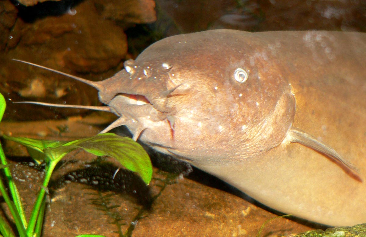 Electric Catfish (Malapterurus sp.)