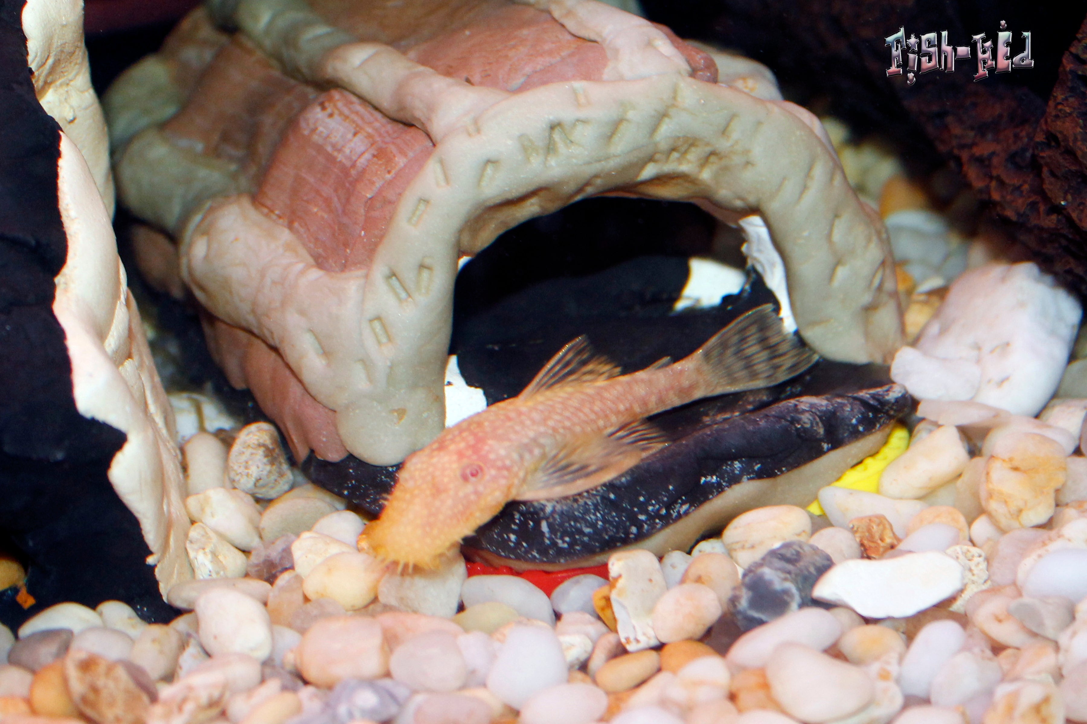 Blue Eye Albino Bushynose Pleco (Ancistrus sp.) — Photo: Fish-Hed, CC BY-SA 3.0, via Wikimedia Commons