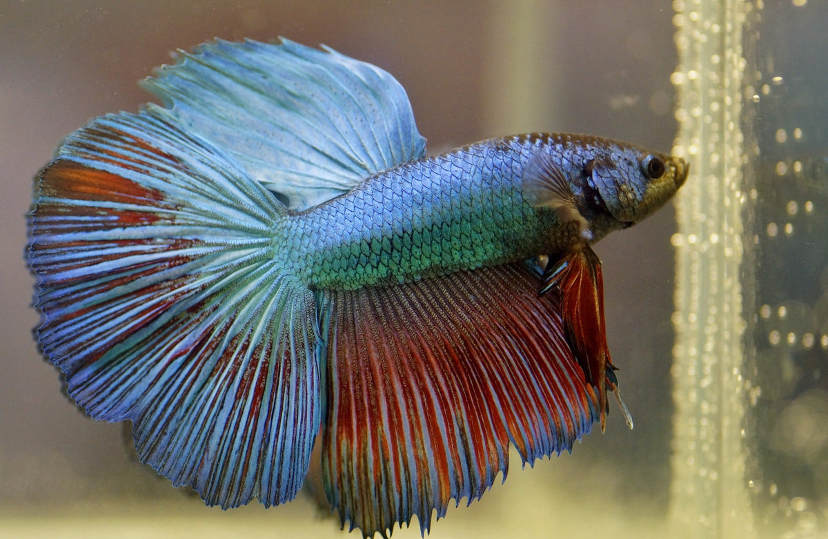 Cambodian Show Betta (Betta splendens)