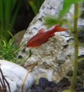 Long-Fin Cherry Barb, male (Puntius titteya) — Photo: Tafkira2, CC0, via Wikimedia Commons