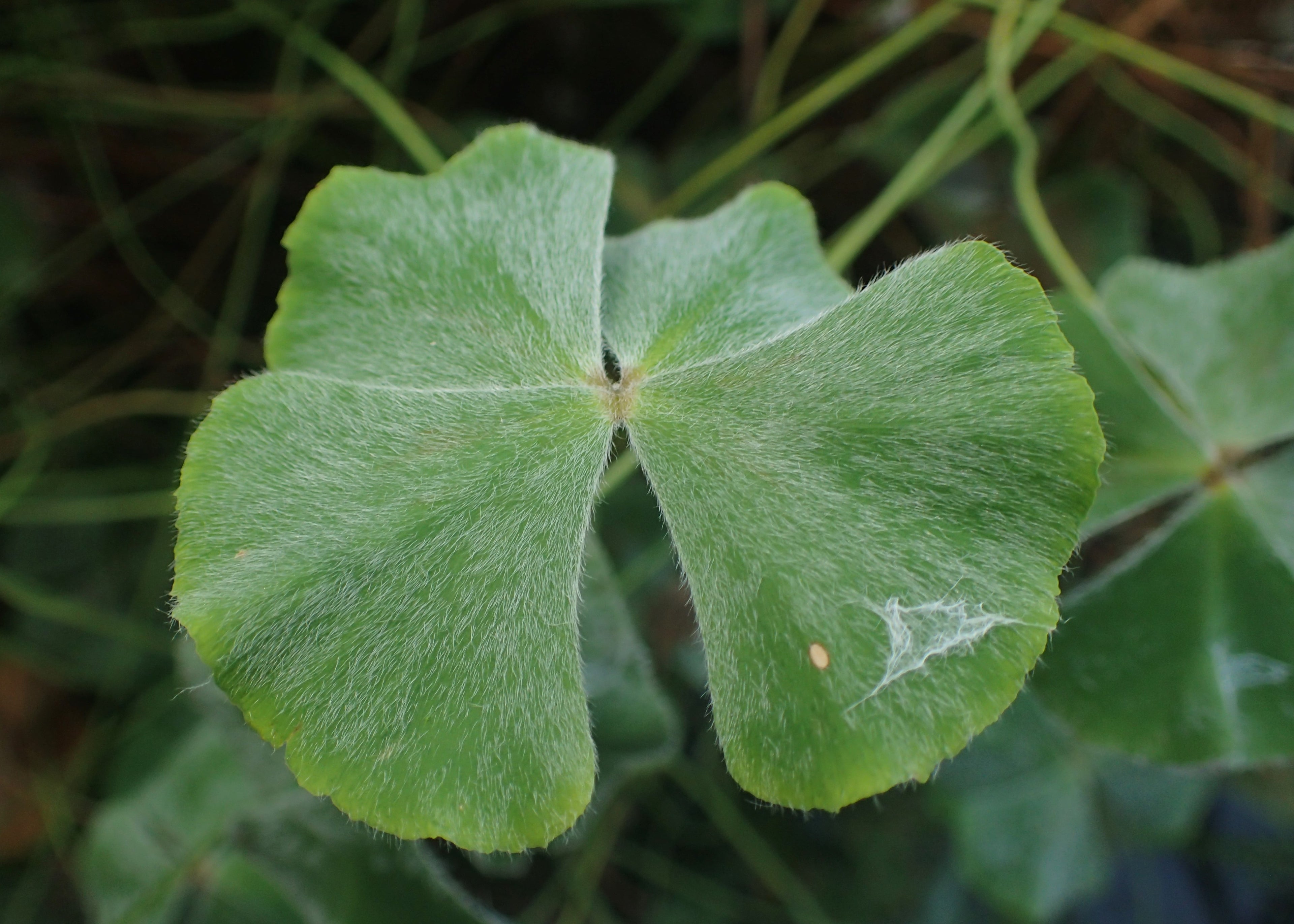 Marsilea Hirsuta Tissue Culture (Marsilea hirsuta) — via Wikimedia Commons
