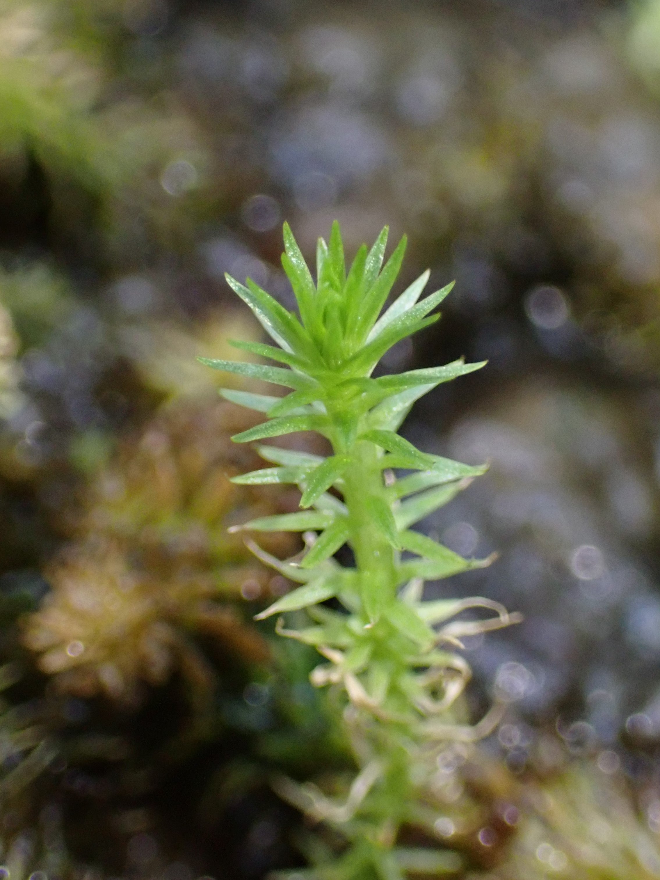 Mayaca Vandelli (Mayaca fluviatilis) — via Wikimedia Commons