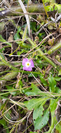 Mayaca Fluviatilis (Mayaca) — via Wikimedia Commons