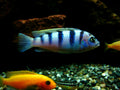 Cherry Red Zebra Cichlid (Metriaclima estherae) — Photo: Voytikof, Public domain, via Wikimedia Commons