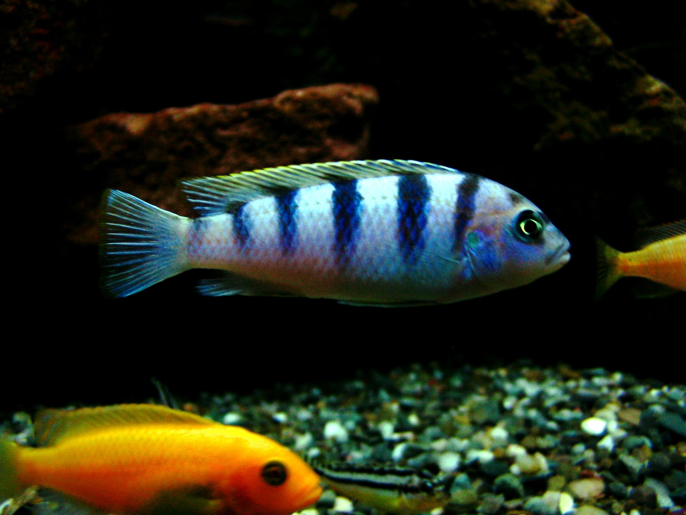 Cherry Red Zebra Cichlid (Metriaclima estherae) — Photo: Voytikof, Public domain, via Wikimedia Commons