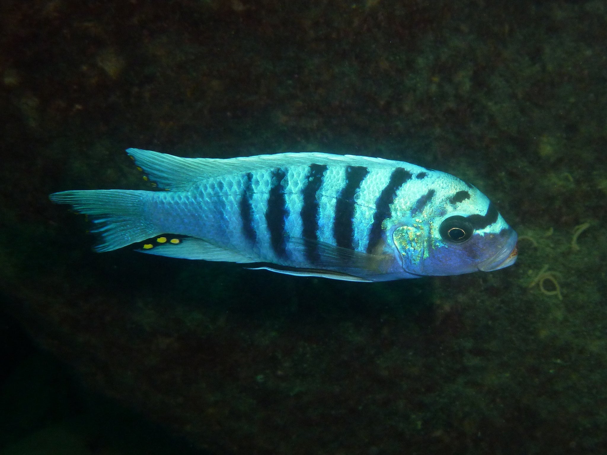 Orange Blotch Zebra Cichlid (Maylandia zebra) — Photo: Kai Squires, CC BY 4.0, via Wikimedia Commons