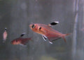 Copeland's Tetra (Hyphessobrycon copelandi)