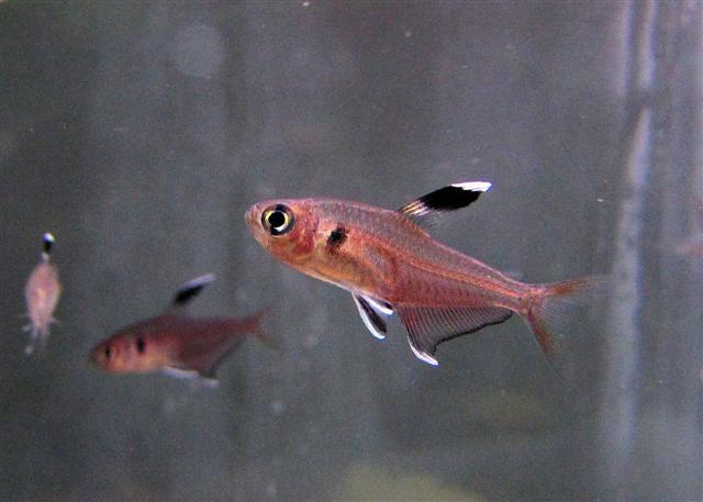 Copeland's Tetra (Hyphessobrycon copelandi)
