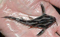 Megalodoras Uranoscopus (Megalodoras uranoscopus) — Photo: Frank M. Greco, CC BY 3.0, via Wikimedia Commons