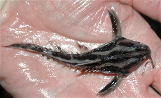 Irwini Catfish (Megalodoras uranoscopus) - Photo: Frank M. Greco, CC BY 3.0, via Wikimedia Commons