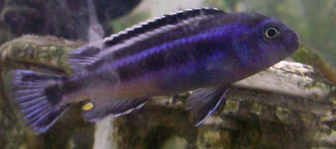 Electric Blue Johanni (Melanochromis johannii, male) — Photo: Stacnbake, CC BY 3.0, via Wikimedia Commons