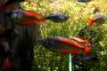 Parkinsoni Rainbowfish (Melanotaenia parkinsoni) — Photo: Phalinn Ooi, CC BY 2.0, via Wikimedia Commons