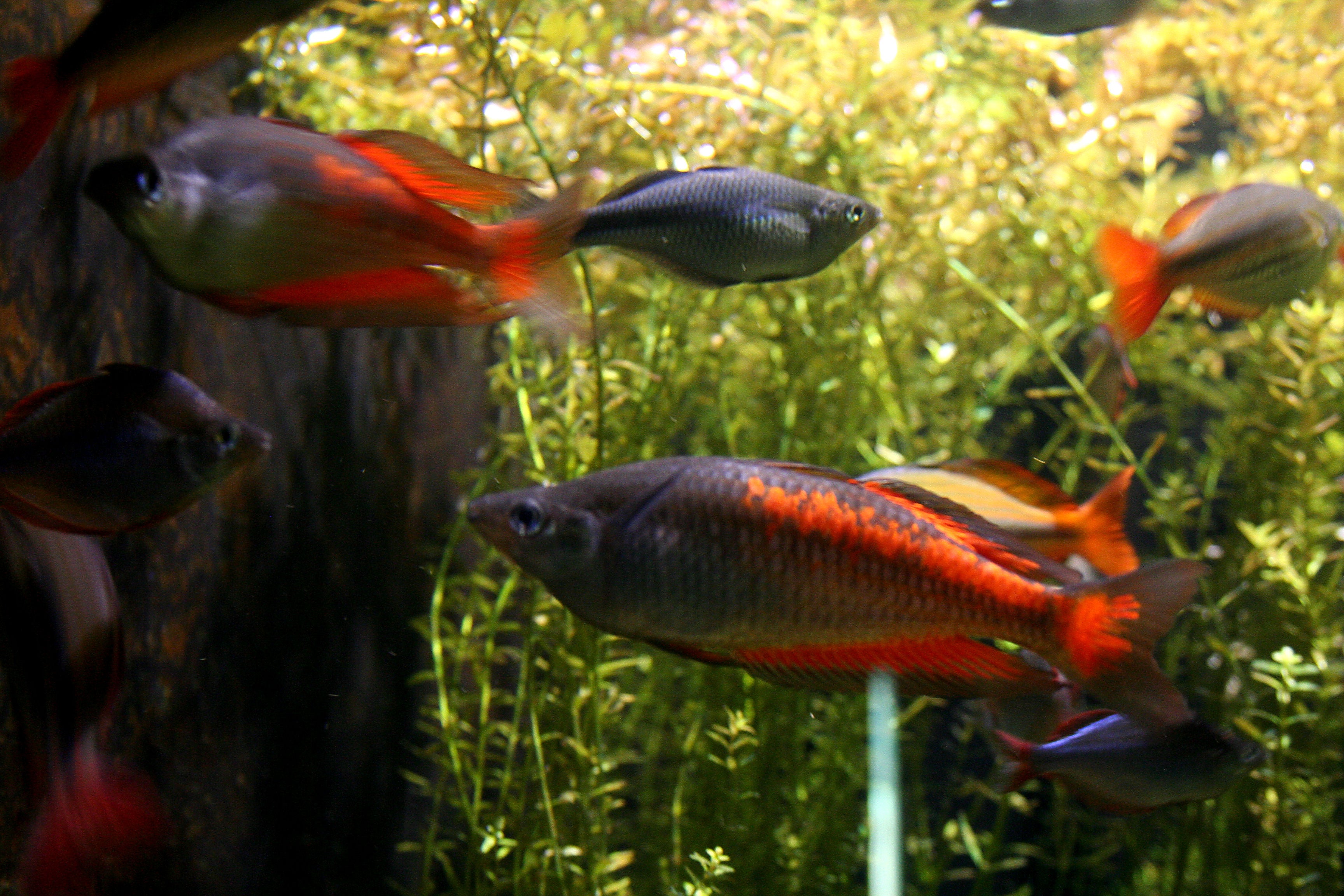 Parkinsoni Rainbowfish (Melanotaenia parkinsoni) — Photo: Phalinn Ooi, CC BY 2.0, via Wikimedia Commons