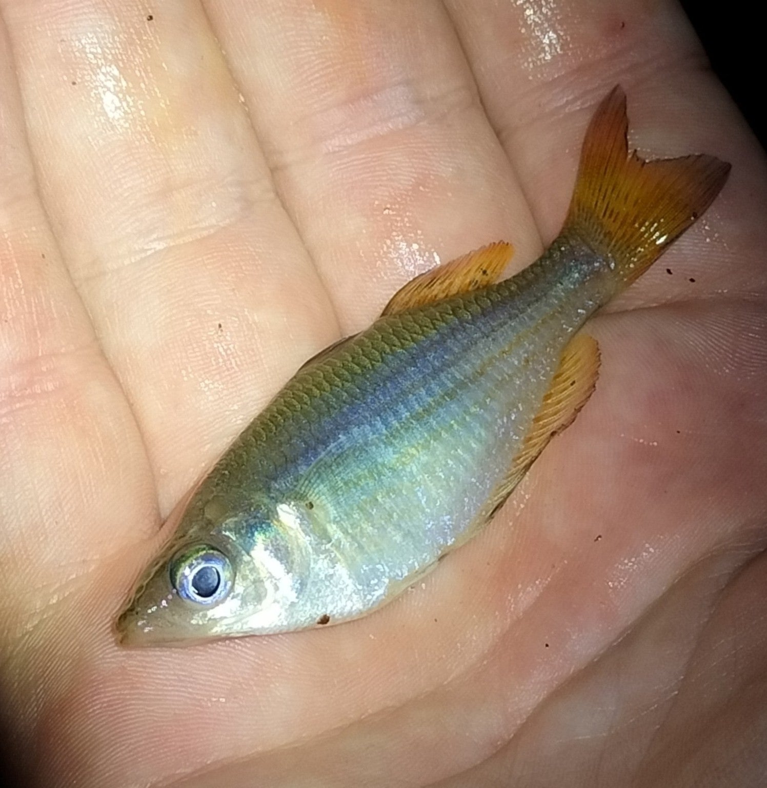 Eastern Rainbowfish (Melanotaenia splendida splendida)