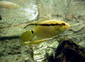 Tank-Raised Festivum Cichlid (Mesonauta festivus) — Photo: Citron, CC BY-SA 3.0, via Wikimedia Commons