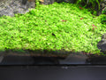 Monte Carlo (Micranthemum Tweediei) — Photo: Yercaud-elango, CC BY 4.0, via Wikimedia Commons