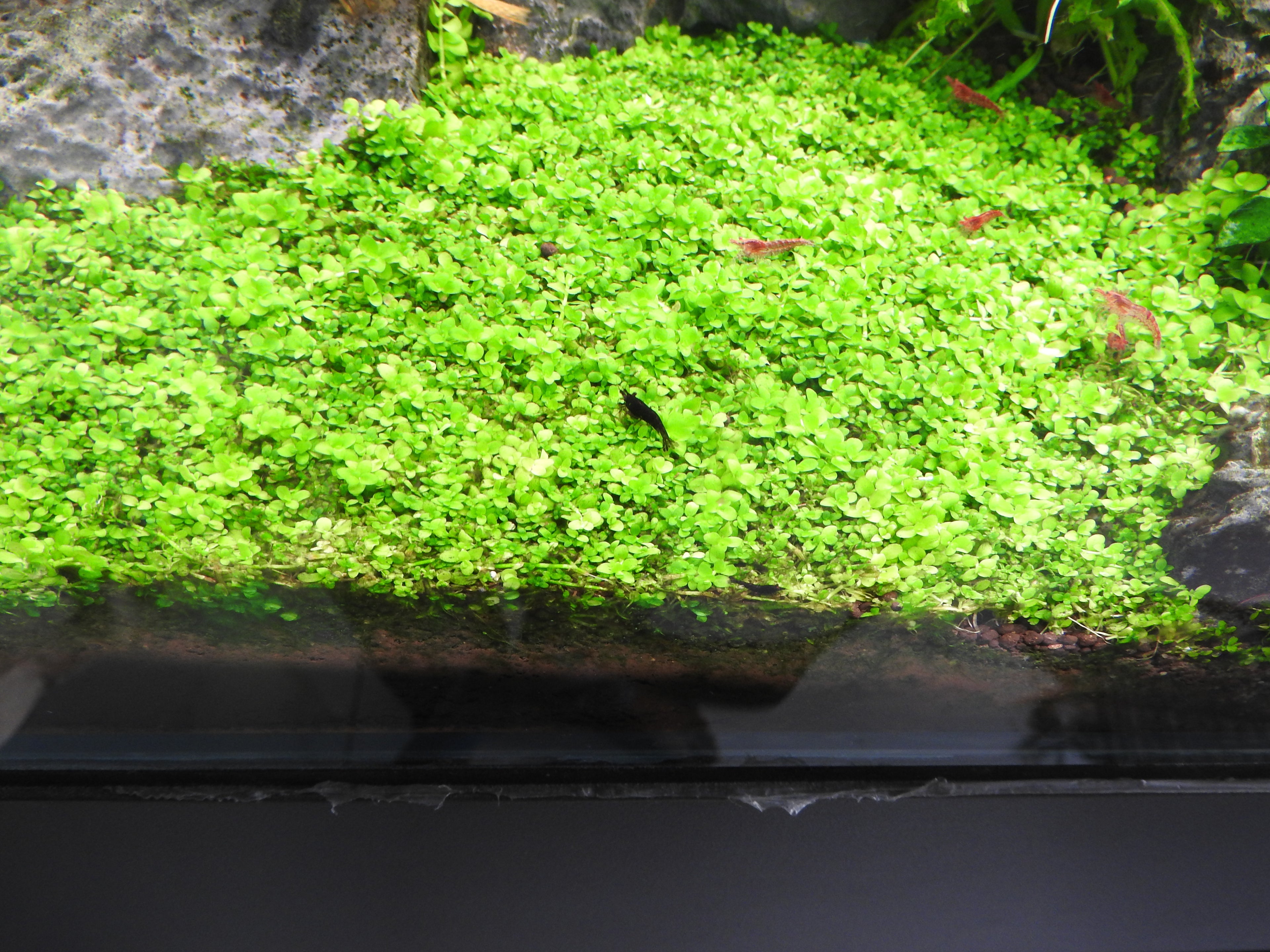 Monte Carlo (Micranthemum Tweediei) — Photo: Yercaud-elango, CC BY 4.0, via Wikimedia Commons