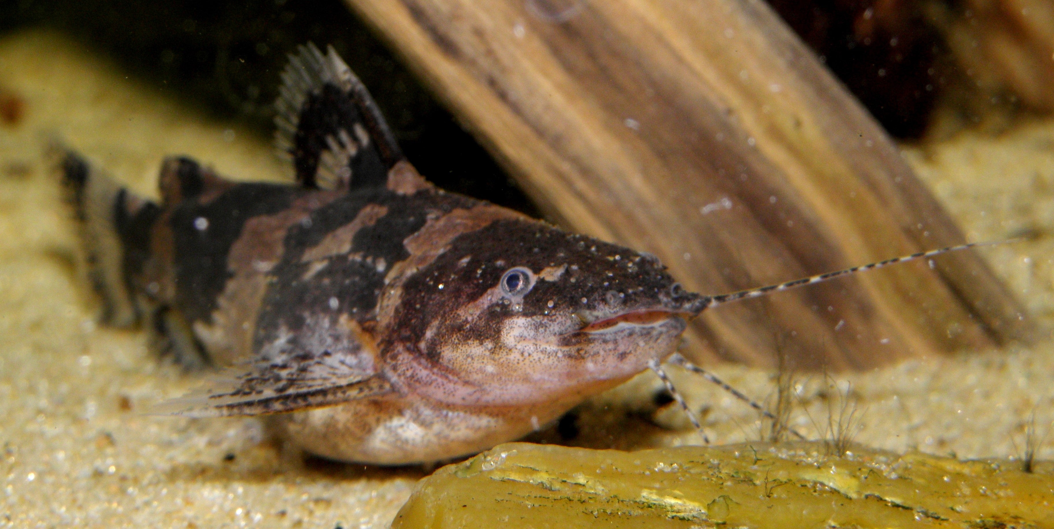 S.A. Bumble Bee Catfish (Microglanis sp.) — Photo: CHUCAO, CC BY-SA 4.0, via Wikimedia Commons
