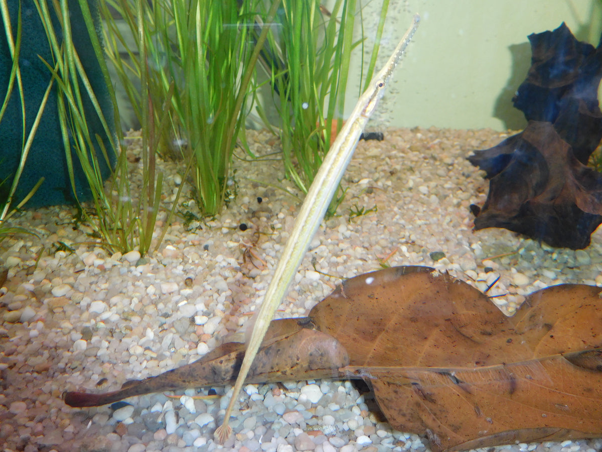 Freshwater Pipefish