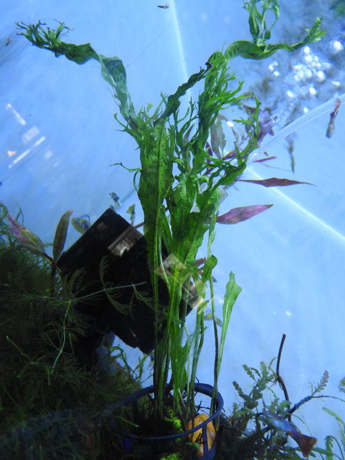 Windelov Java Fern (Microsorum pteropus) — Photo: Yercaud-elango, CC BY 4.0, via Wikimedia Commons
