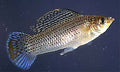 Male Assorted Sailfin Molly (Poecilia latipinna) — Photo: USGS, Public Domain, via Wikimedia Commons