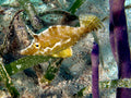 Slender Filefish (Monacanthus tuckeri) — Photo: Nick Hobgood, CC BY-SA 3.0, via Wikimedia Commons