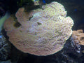 Montipora coral (Montipora capricornis) — Photo: Emőke Dénes, CC BY-SA 4.0, via Wikimedia Commons