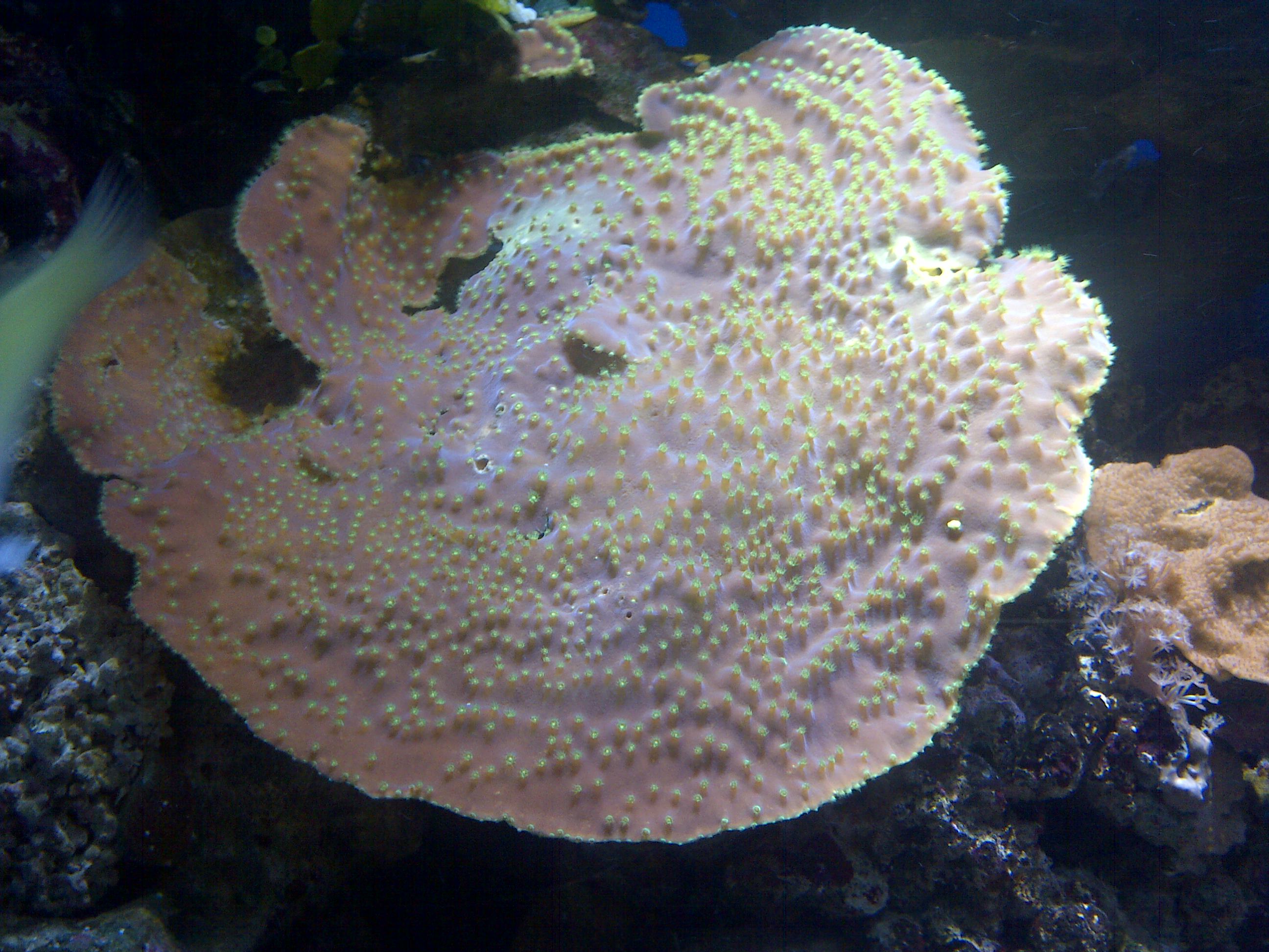 Montipora coral (Montipora capricornis) — Photo: Emőke Dénes, CC BY-SA 4.0, via Wikimedia Commons