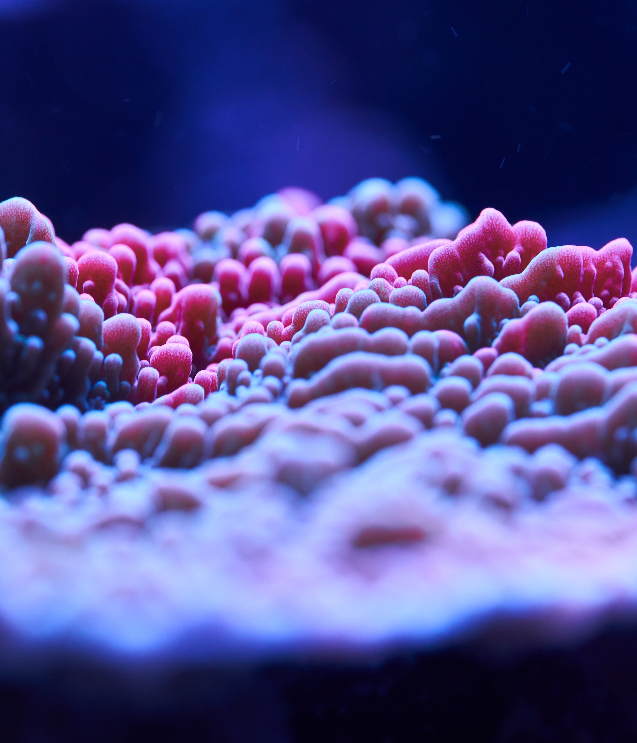 Purple Encrusting Montipora Coral (Montipora sp.) — Photo: Inktomi, CC BY-SA 4.0, via Wikimedia Commons