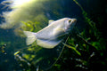 Moonlight Gourami (Trichopodus microlepis) — Photo: Greg Hume, CC BY-SA 3.0, via Wikimedia Commons