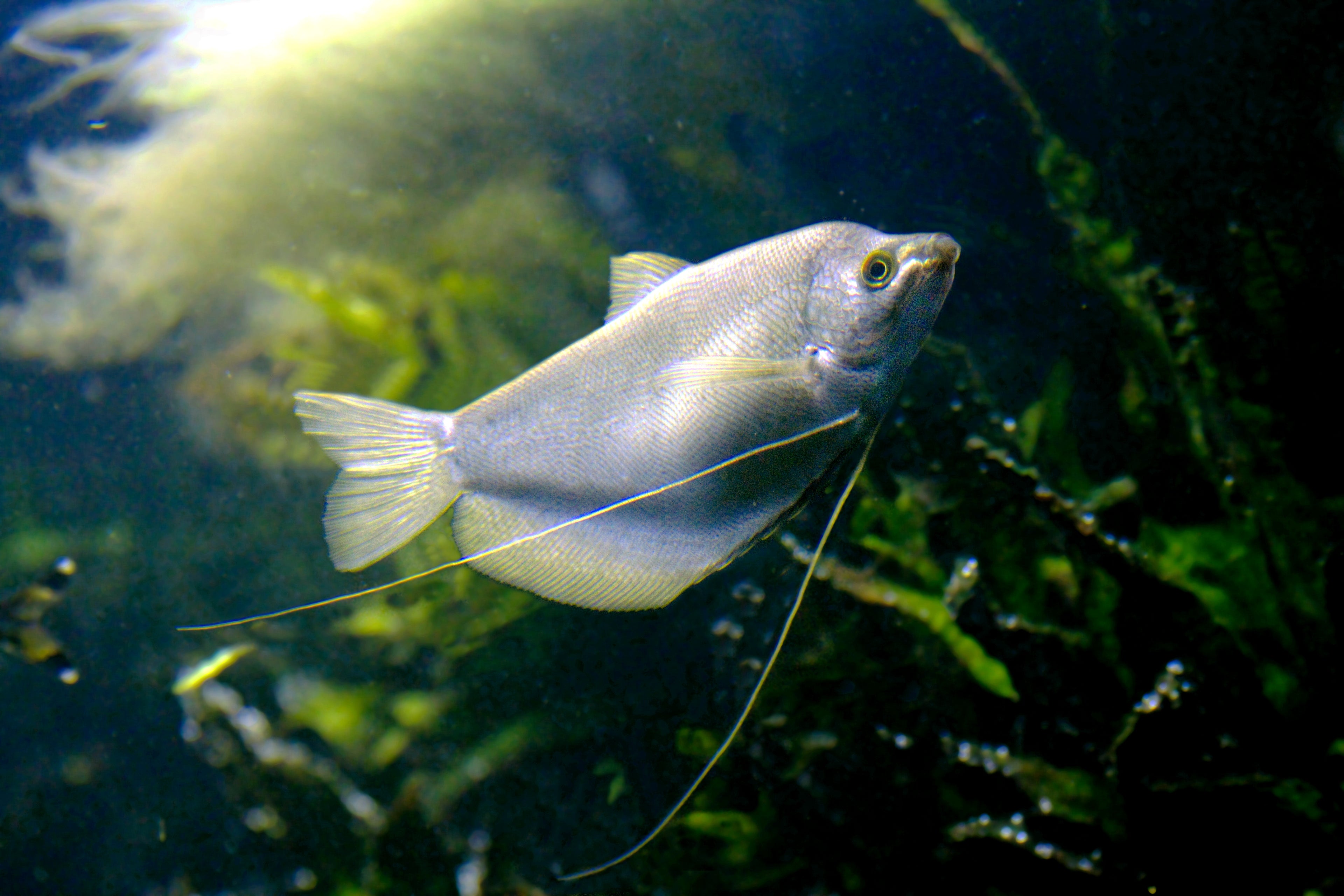 Moonlight Gourami (Trichopodus microlepis) — Photo: Greg Hume, CC BY-SA 3.0, via Wikimedia Commons