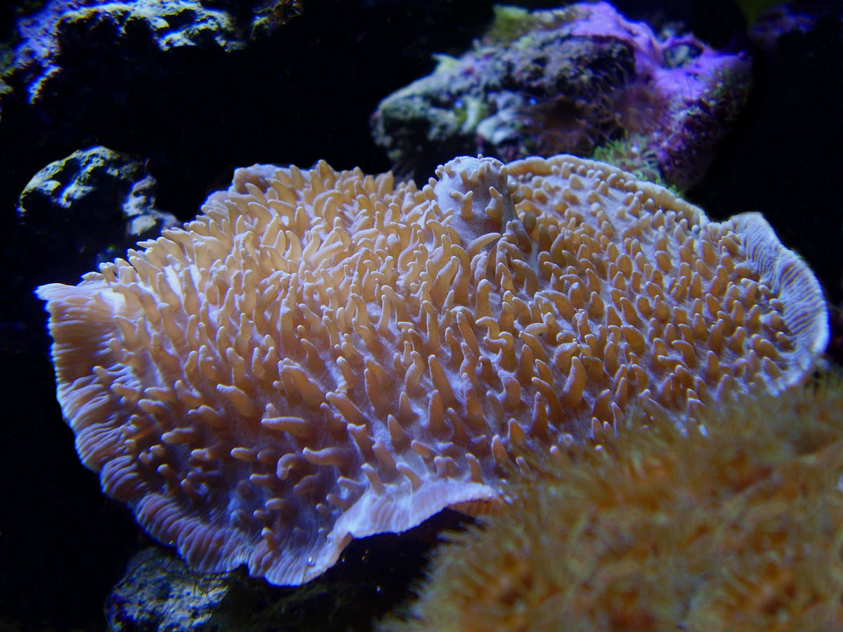 Neon Bicolor Rhodactis Mushroom Coral