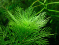 Myriophyllum Tuberculatum (Myriophyllum sp.) — via Wikimedia Commons