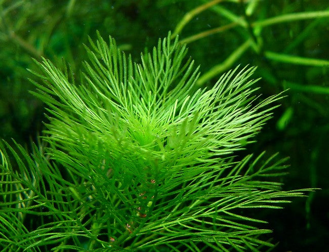 Myriophyllum Tuberculatum (Myriophyllum sp.) — via Wikimedia Commons