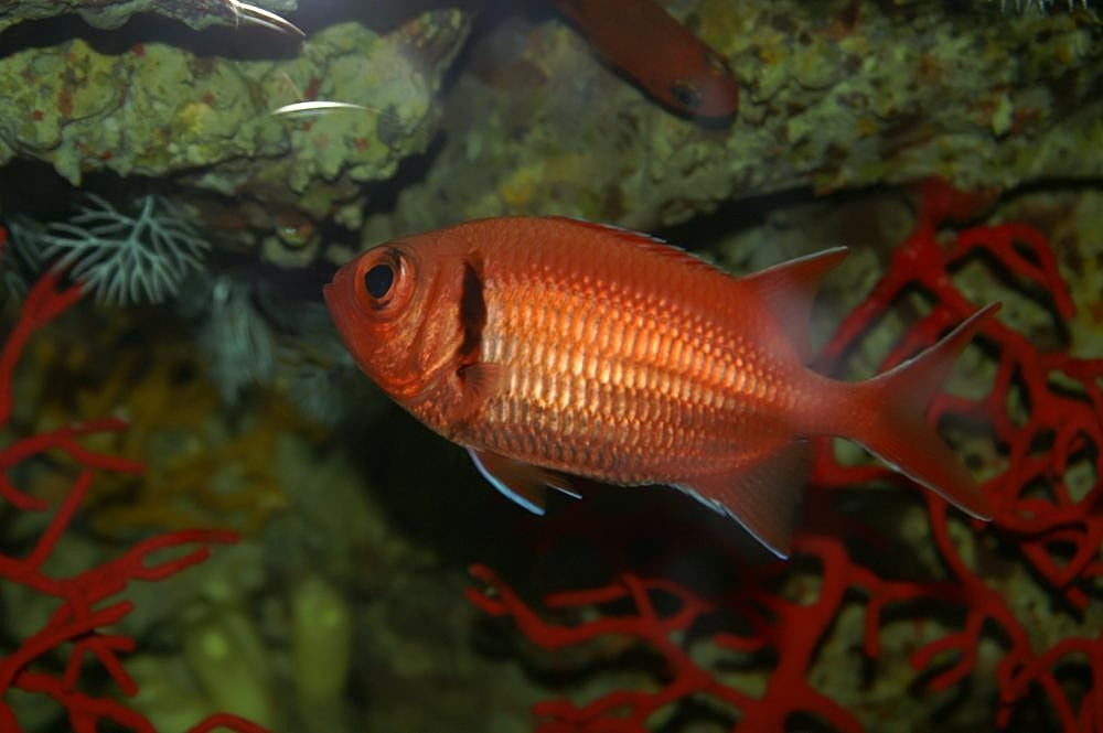 Big Eye Squirrelfish (Myripristis jacobus) — Photo: David J. Stang, CC BY-SA 4.0, via Wikimedia Commons