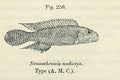 Nudiceps Cichlid (Nanochromis nudiceps) — Illustration: George Albert Boulenger, Public domain, via Wikimedia Commons