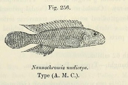 Nudiceps Cichlid