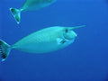 White Margin Unicorn Tang (Naso annulatus) — Photo: Jens Petersen, CC BY 2.5, via Wikimedia Commons