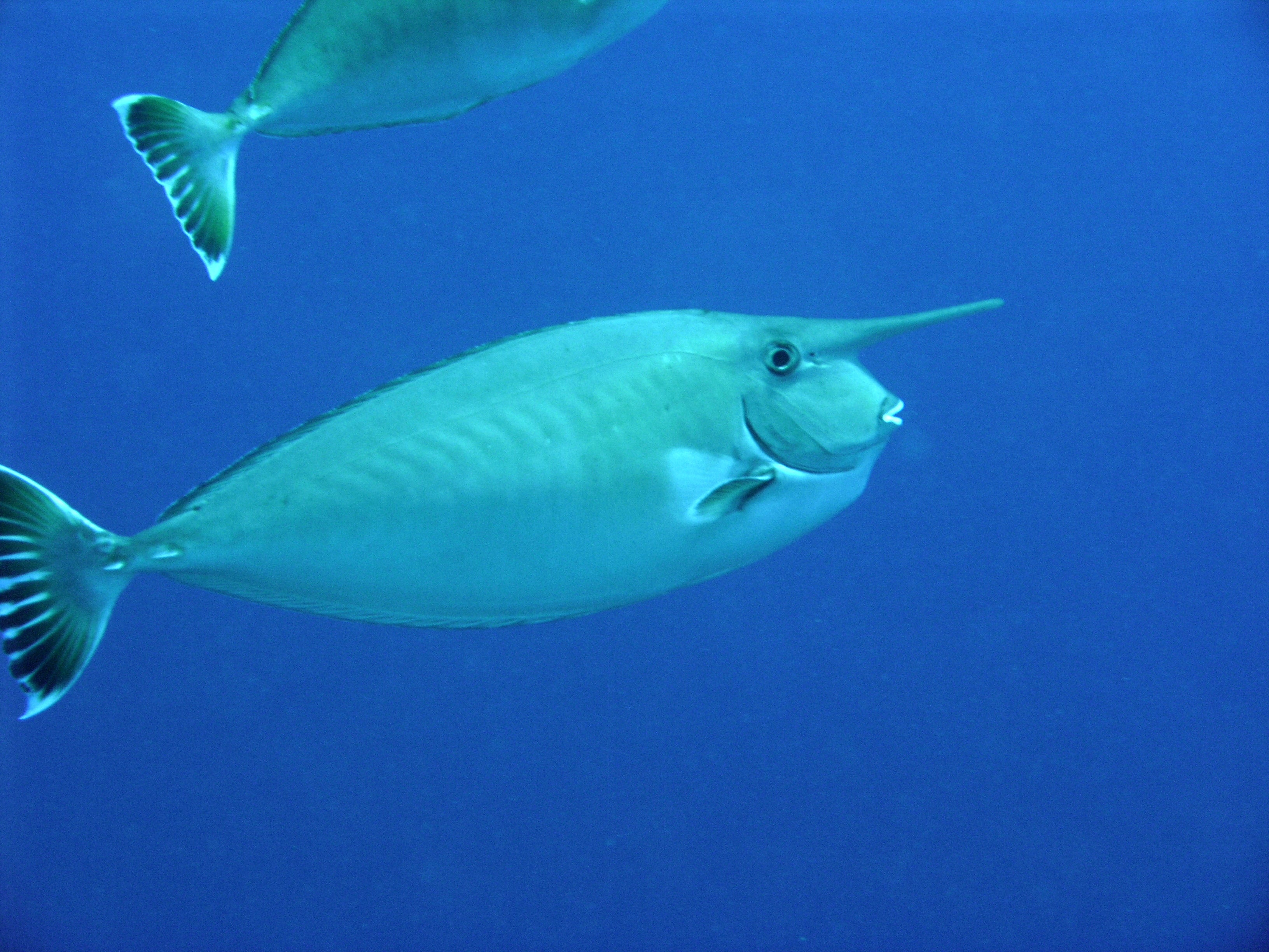 White Margin Unicorn Tang (Naso annulatus) — Photo: Jens Petersen, CC BY 2.5, via Wikimedia Commons