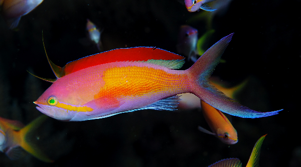Threadfin Anthias super male (Nemanthias carberryi) — photo via Wikimedia Commons, CC BY 3.0