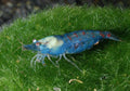 Blue Pearl Shrimp — Photo: DirkBlankenhaus, CC BY-SA 3.0, via Wikimedia Commons