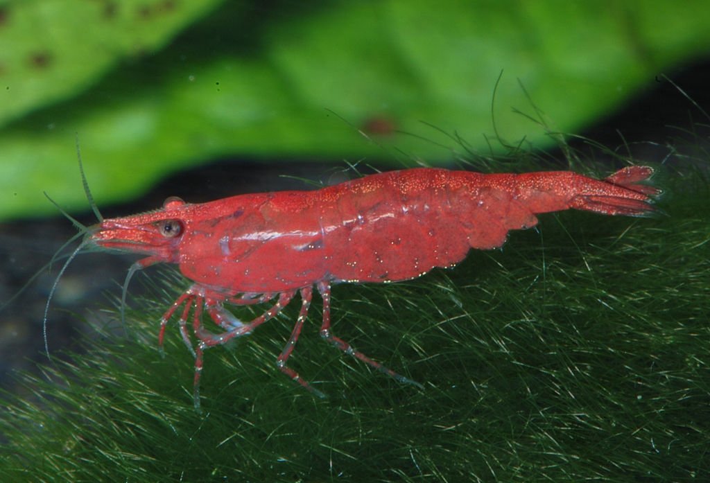 Red Sakura Shrimp (Neocaridina davidi) — Photo: DirkBlankenhaus, CC BY-SA 3.0, via Wikimedia Commons