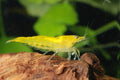 24k Golden Shrimp (Neocaridina sp.) - Photo: DirkBlankenhaus, CC BY-SA 3.0, via Wikimedia Commons
