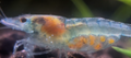 Blue Jelly Shrimp (Neocaridina sp.) — Photo: Sleepycrab, CC BY 4.0, via Wikimedia Commons