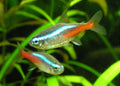 Long-Fin Neon Tetra (Paracheirodon innesi) — Photo: Aleš Tošovský, Public domain, via Wikimedia Commons